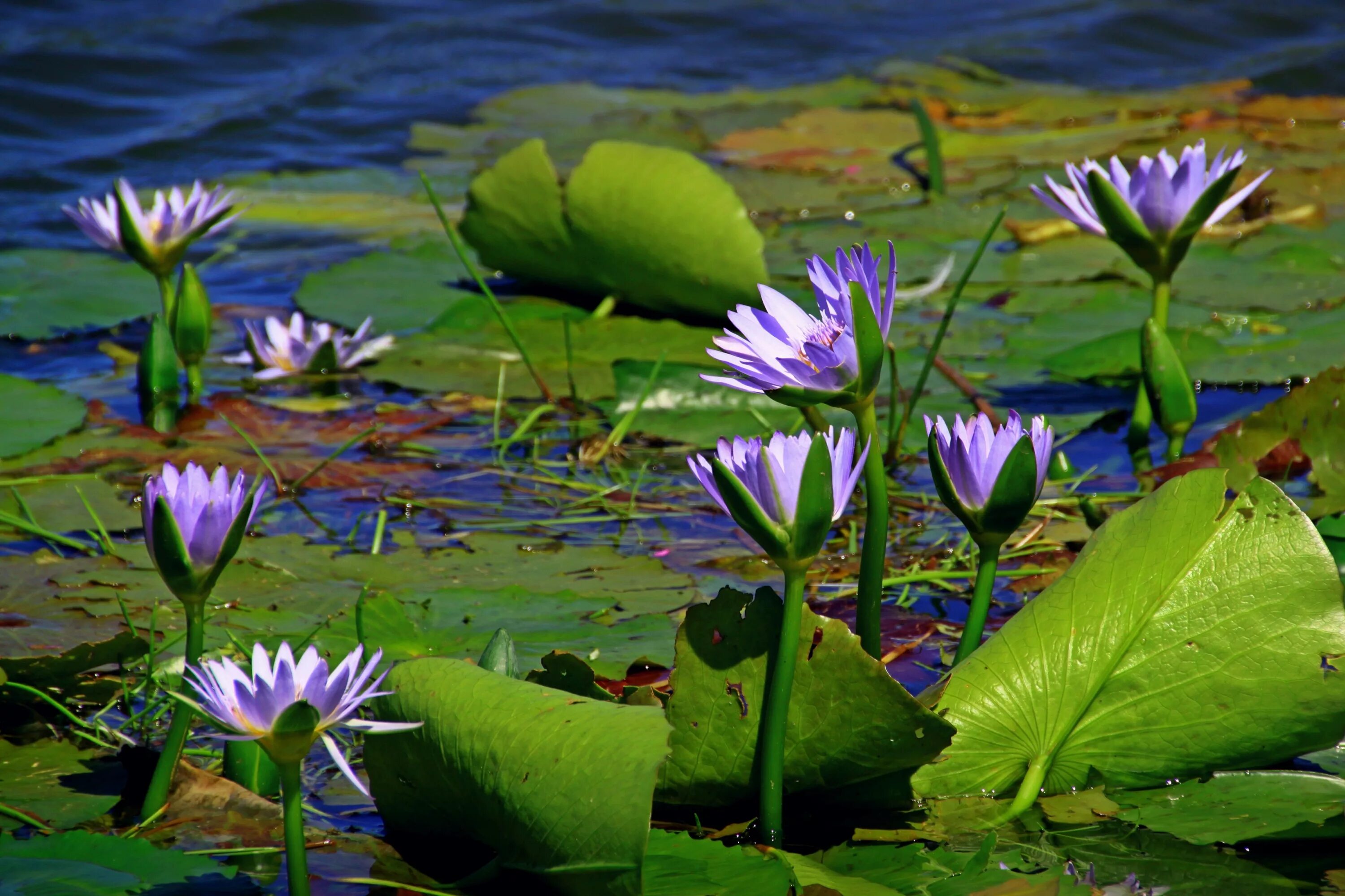 Луговые водные прибрежные растения. Гидрофиты кувшинка. Водокрас, Лотос водные растения. Нимфея (кувшинка) голубая Nymphaea Daubenyana. Лотос кувшинка кубышка.