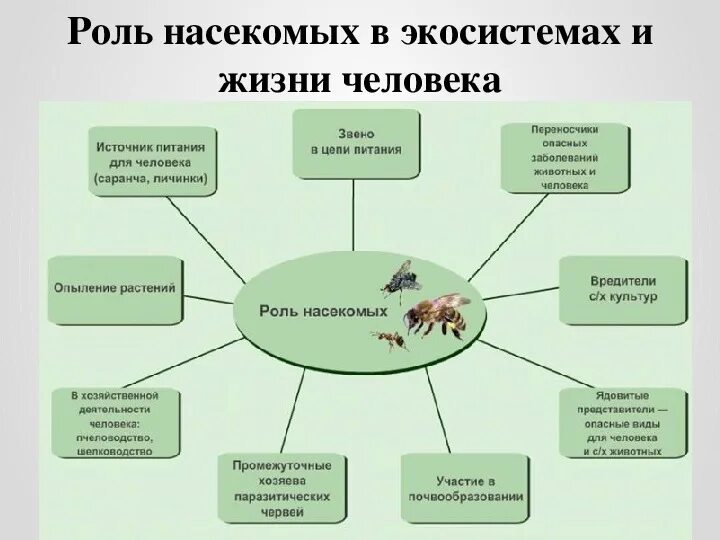 Особенности групп насекомые. Конспект по биологии 7 класс класс насекомые. Класс насекомые схема по биологии 7 класс. Конспект по биологии 7 класс класс насекомые кратко. Насекомые роль 7 класс биология.