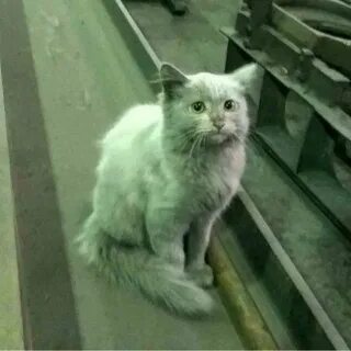 Кот на работе мем