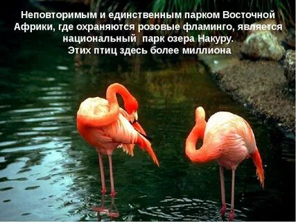 Стих про фламинго