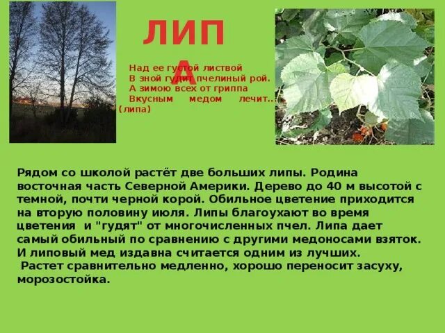 Липы какое число. Формирование липы. деревья и кустарники на пришкольном участке.