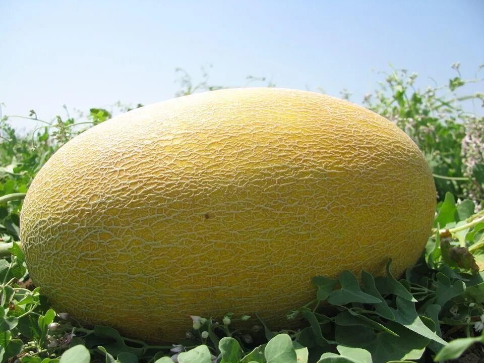 бахча арбузы в таджикистане. большие дыни 6. тропическая дыня. сорт дыни голден квин. амал f1.