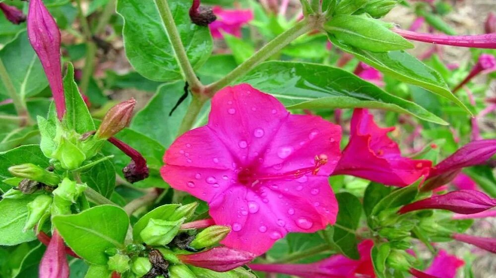 Какой процент ночной красавицы с розовыми цветками. Мирабилис куст. Цветок ночная красавица мирабилис. Мирабилис Бражник. Мирабилис (растение).