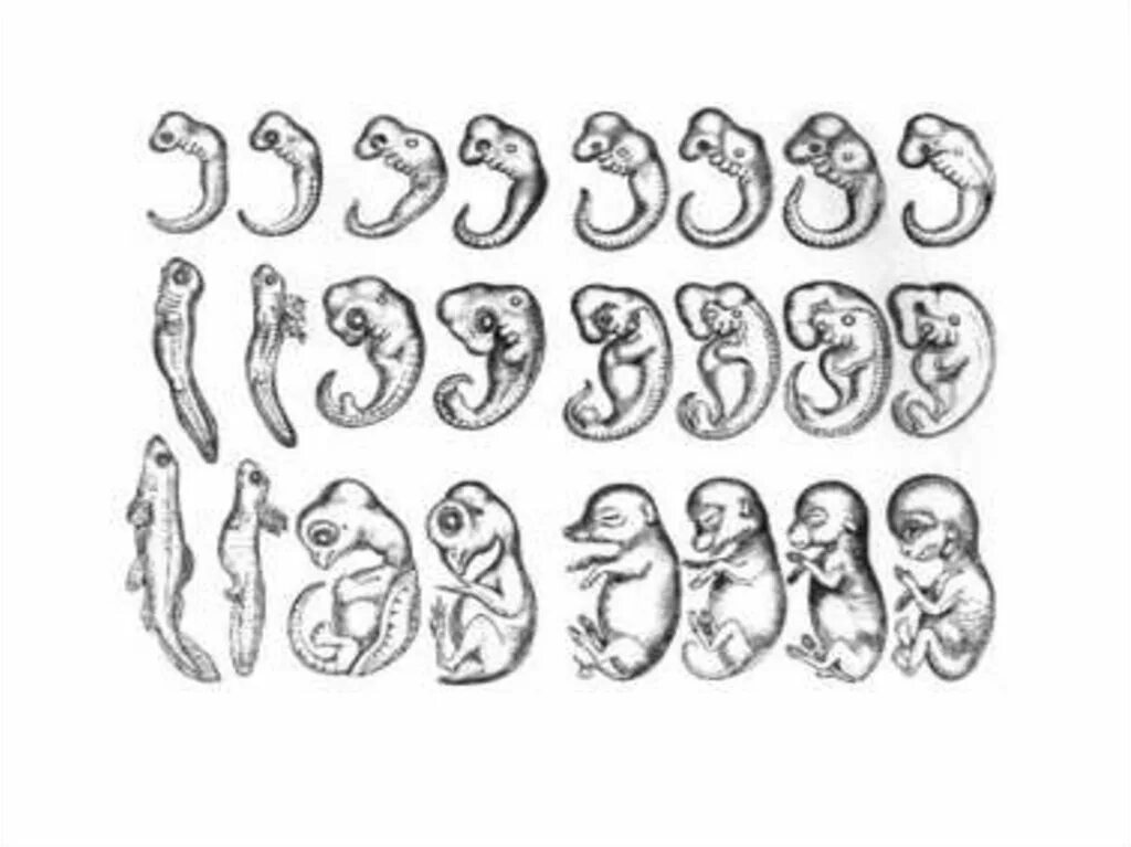 Как называется индивидуальное развитие человека. Эмбрионы Геккеля. Индивидуальное развитие онтогенез. Онтогенез человека. Онтогенез человека эмбриональный период.