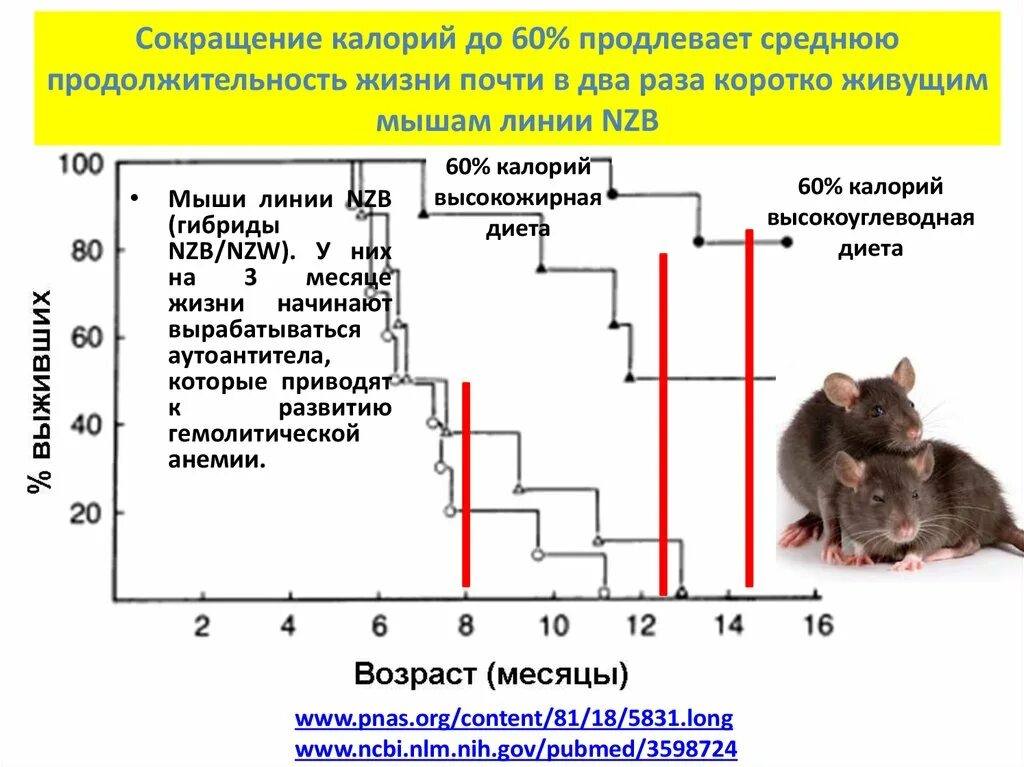 Продолжительность жизни мыши. Средняя Продолжительность жизни мышей. Продолжительность жизни крысы. Продолжительность жизни домашней крысы. Калории сокращенно.