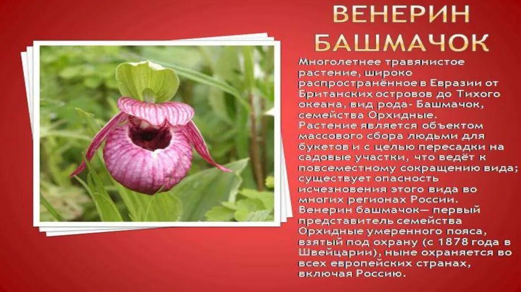 В какой природной зоне растет венерин башмачок. Информация о цветке венерин башмачок. проект венерин башмачок растение. венерин башмачок информация для 3 класса. красная книга россии венерин башмачок.