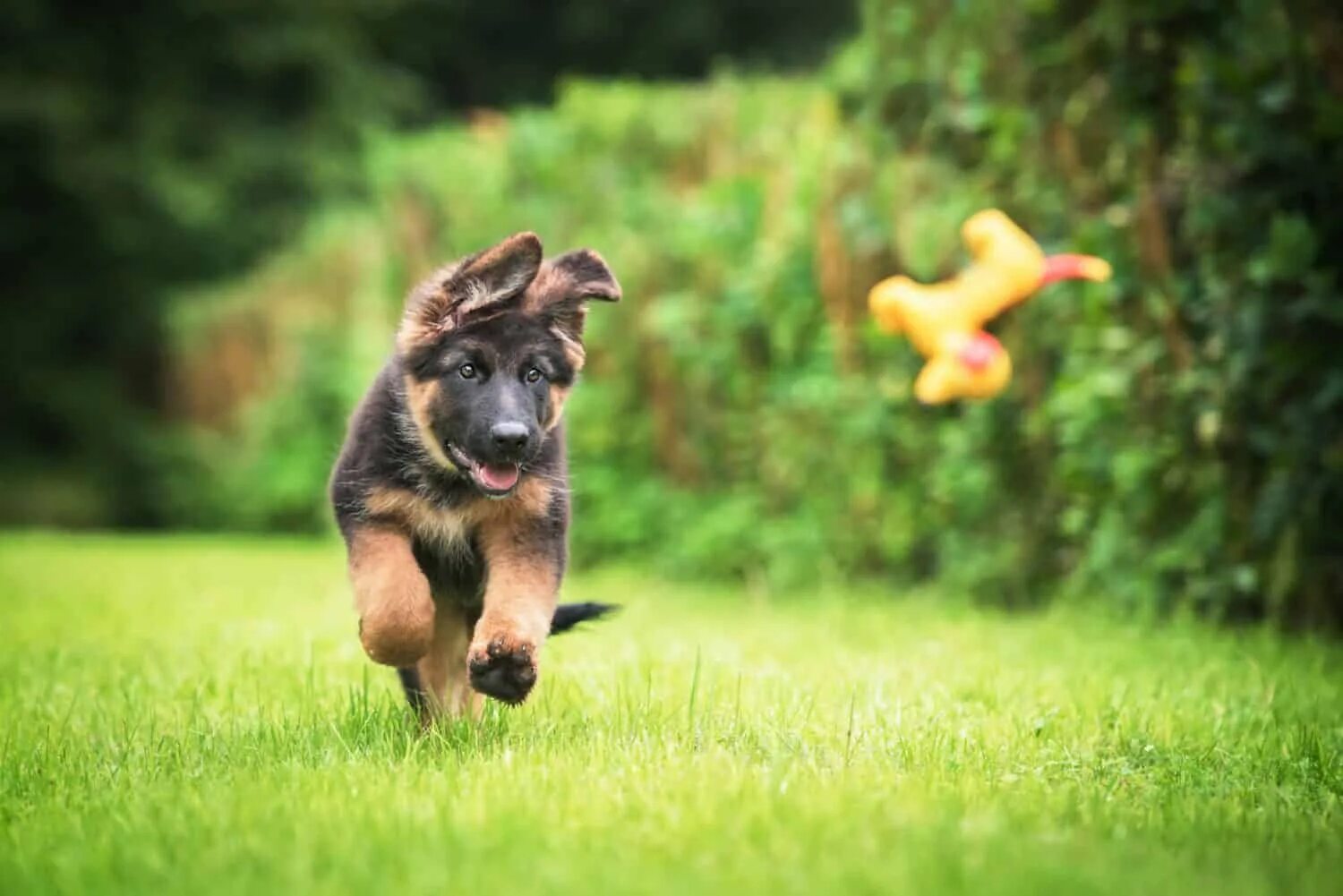 Собака немецкая овчарка. German Shepherd щенок. Немецкая овчарка самка. Run like dog