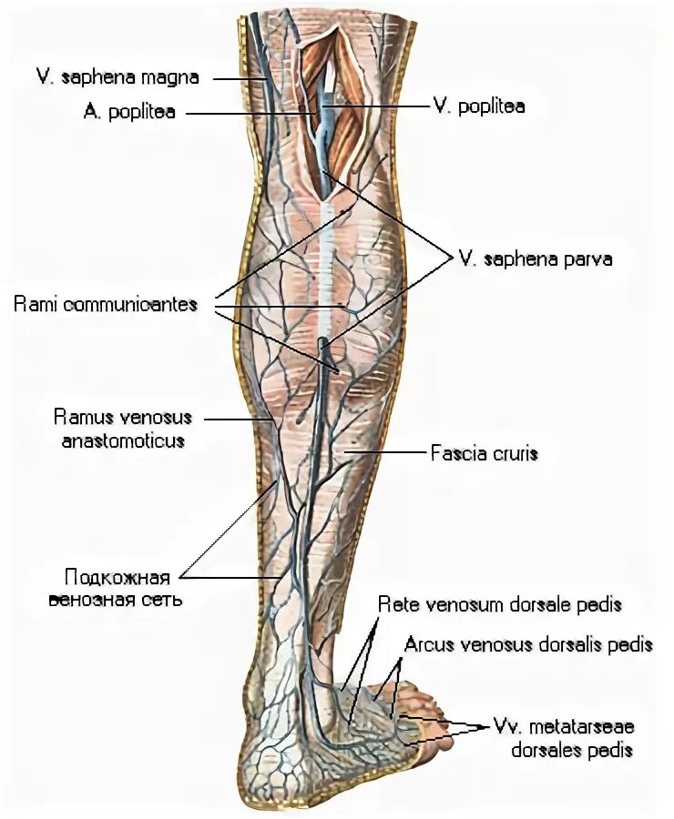 Vena saphena. Вена сафена Магна анатомия.