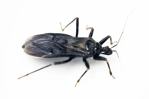 Get those bugs