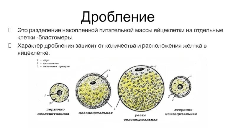 Типы яйцеклеток у животных. Дробление гистология препарат. типы дробления гистология. тип дробления яйцеклетки человека. типы яйцеклеток.