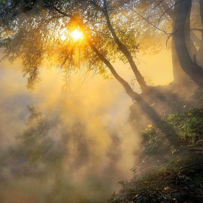 Солнечным светом залитый край. Солнце в тумане. Солнце сквозь туман. Утро туман солнце. Рассвет сквозь деревья.