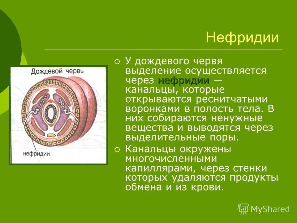 Круглые черви наличие полости тела. Нефридии дождевого червя. Выделение червя у дождевого червя.