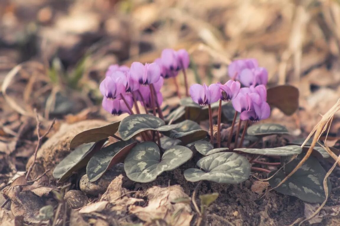 Fearless flowers: Cyclamen coum