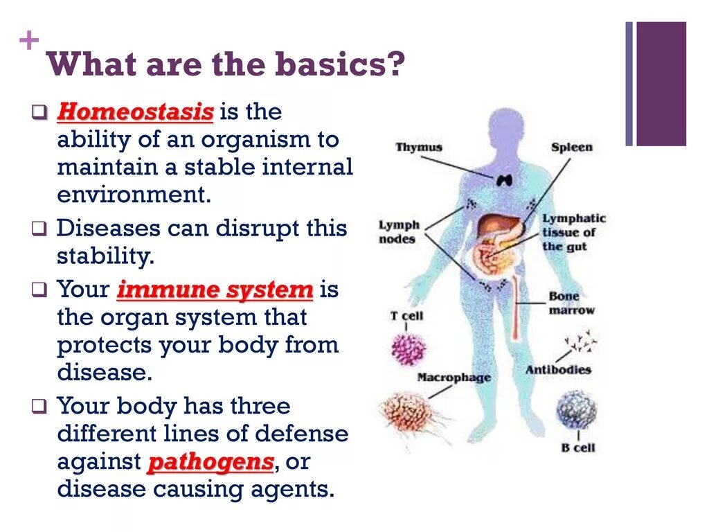 What is homeostasis. Internal environment of homeostasis. The Concept of homeostasis.. Internal structure of the Human Organism.