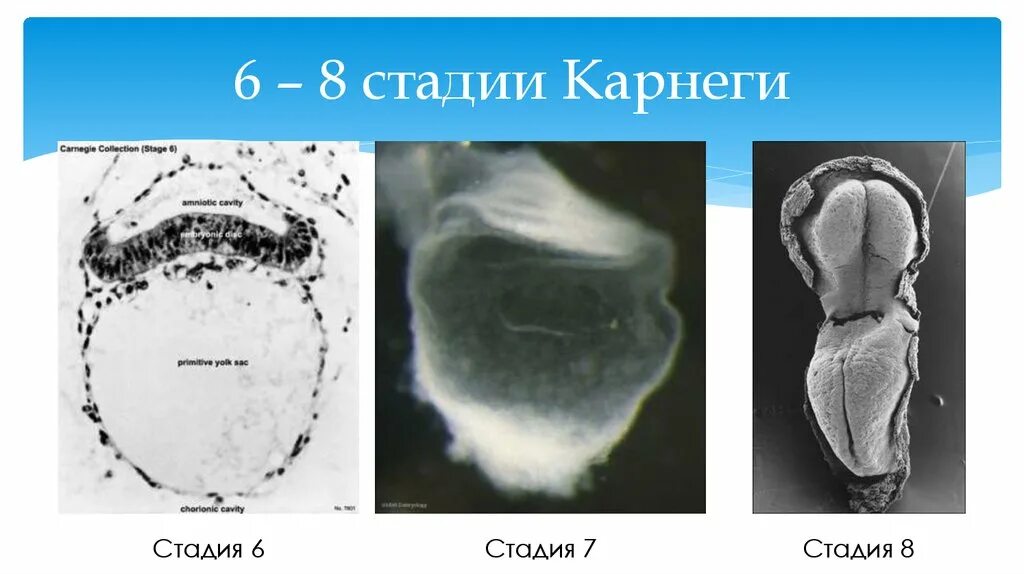 1 8 стадия