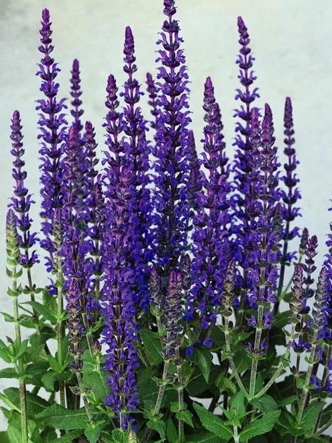 Шалфей дубравный 'caradonna' salvia nemorosa 'caradonna'. Шалфей высокий. Шалфей высокий. Сальвия дубравная (шалфей) карадонна. Шалфей дубравный (salvia nemorosa `amethyst`).