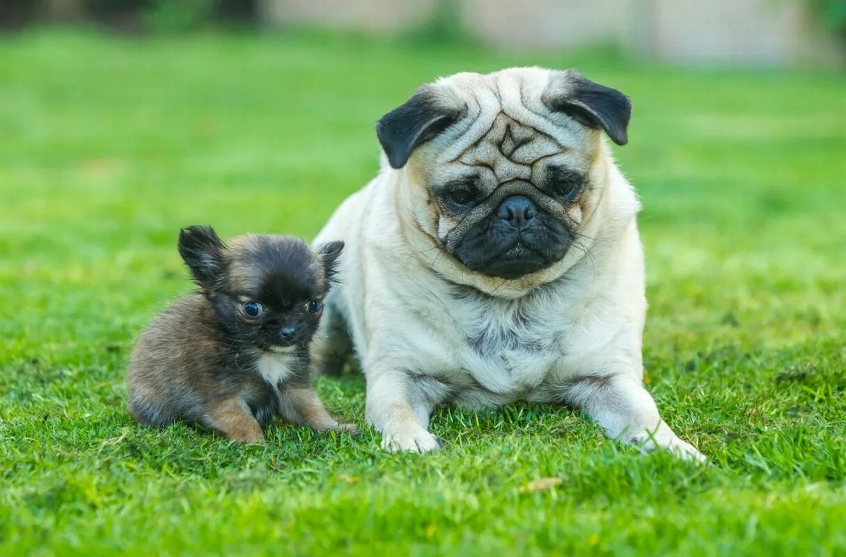 Название породы самой маленькой собаки. Маленькие собаки. Маленькие породистые собаки. Породы маленьких собак. Породистые щенки.