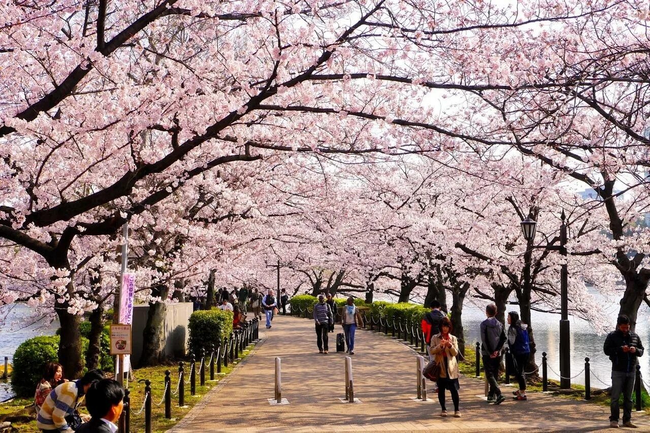Уено. Ханами парк Уэно. Ханами в Токио – парк Уэно. Синдзюку-гёэн Ханами. Фестиваль цветения Сакуры «Ханами».