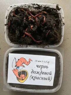 Сколько червей