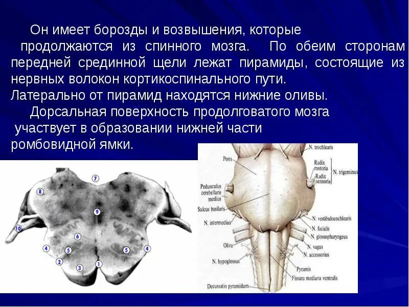 Дорсальная поверхность мозгового ствола. Средний мозг дорсальная поверхность. Дорсальная поверхность ствола мозга. Мозговой ствол.