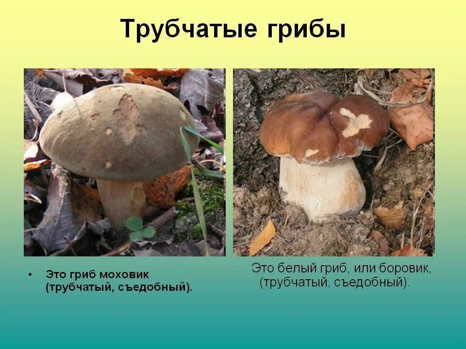 Ядовитые трубчатые. Боровик трубчатый или пластинчатый гриб. несъедобные трубчатые грибы. несъедобные трубчатые грибы названия. трубчатые грибница.