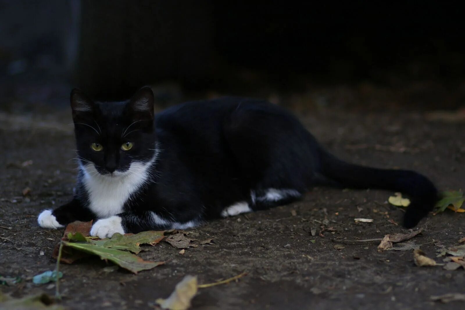 Коты с белыми лапками. Бомбейская кошка с белой грудкой. чёрный кот с белой грудкой и белыми лапками. черная кошка с белыми лапками. черная кошка с белой грудкой.