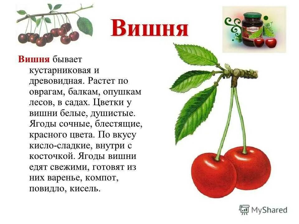 Описано на а именно на. Рассказ о вишне. Рассказ о плоде вишни. Сообщение о вишне. Вишня описание.