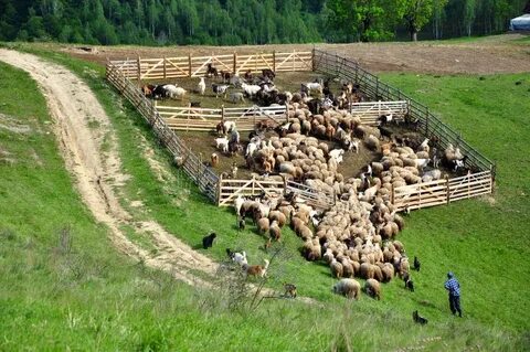 В двух загонах 88 овец