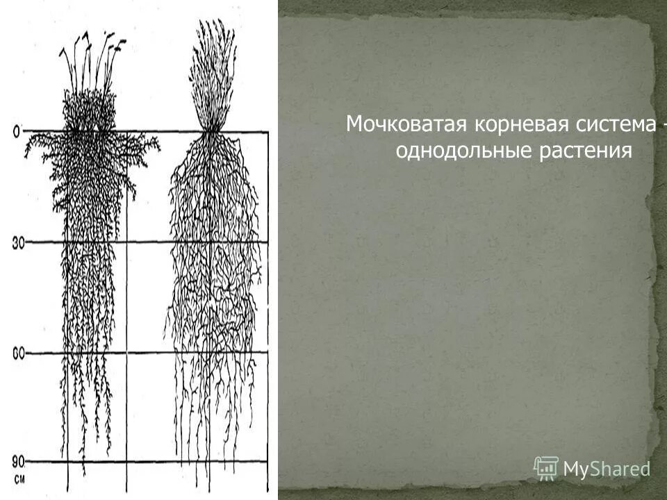Для класса однодольные характерна мочковатая корневая система. Для класса однодольные характерна мочковатая корневая система