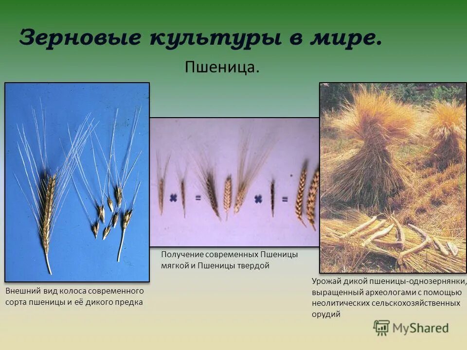 Название сорта пшеницы. Название сорта пшеницы
