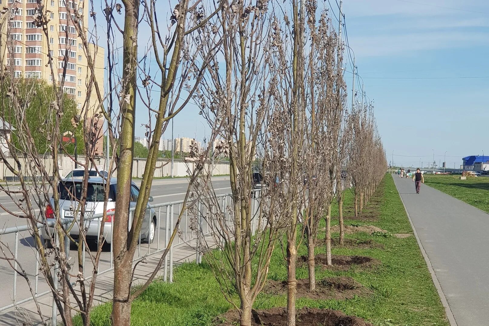 Саженцы деревьев. Засохшие деревья в городе. Засохшее дерево. Саженцы деревьев в Москве.