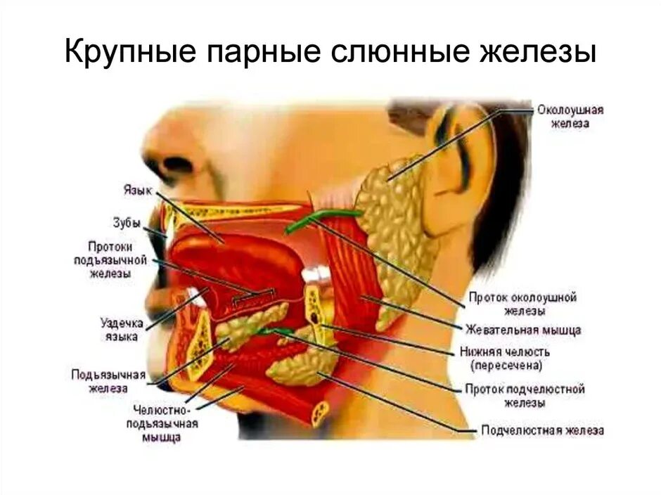 Где расположены железы у человека. Слюнные железы строение расположение. анатомия слюнных желез схема. схема строения слюнных желез. слюнные железы анатомия схема.
