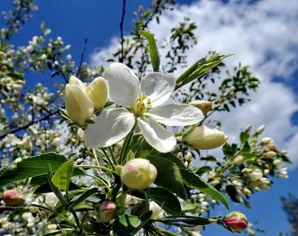 Яблоня Лесная крона. Яблоня Maypole. Май Цветущий Яблоневый сад. Яблоня с крупными белыми цветами.