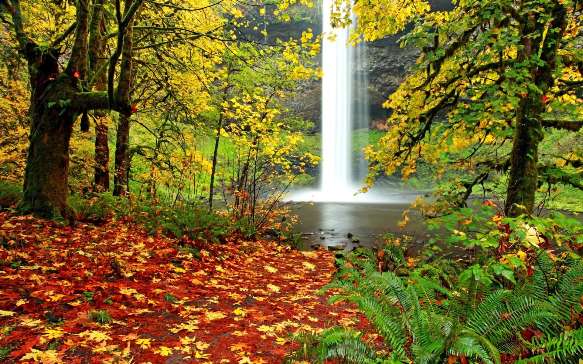 Осень фото красивые. Осенние обои. Природа осень на рабочий стол. Живая природа осенью.