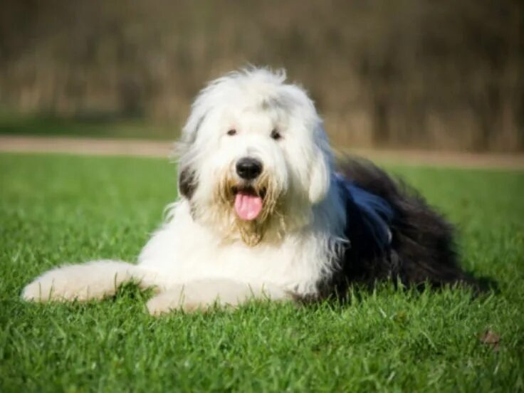 #Bobtail #Бобтейл Bradley Agel Moravia 2023 WinnerClub * Тренажерный зал для соб