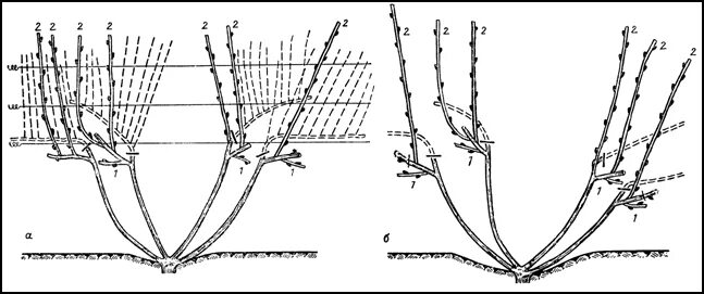 Виноград веерная формировка куста. Схема обрезки винограда. Обрезка лозы винограда весной. Веерная обрезка винограда.