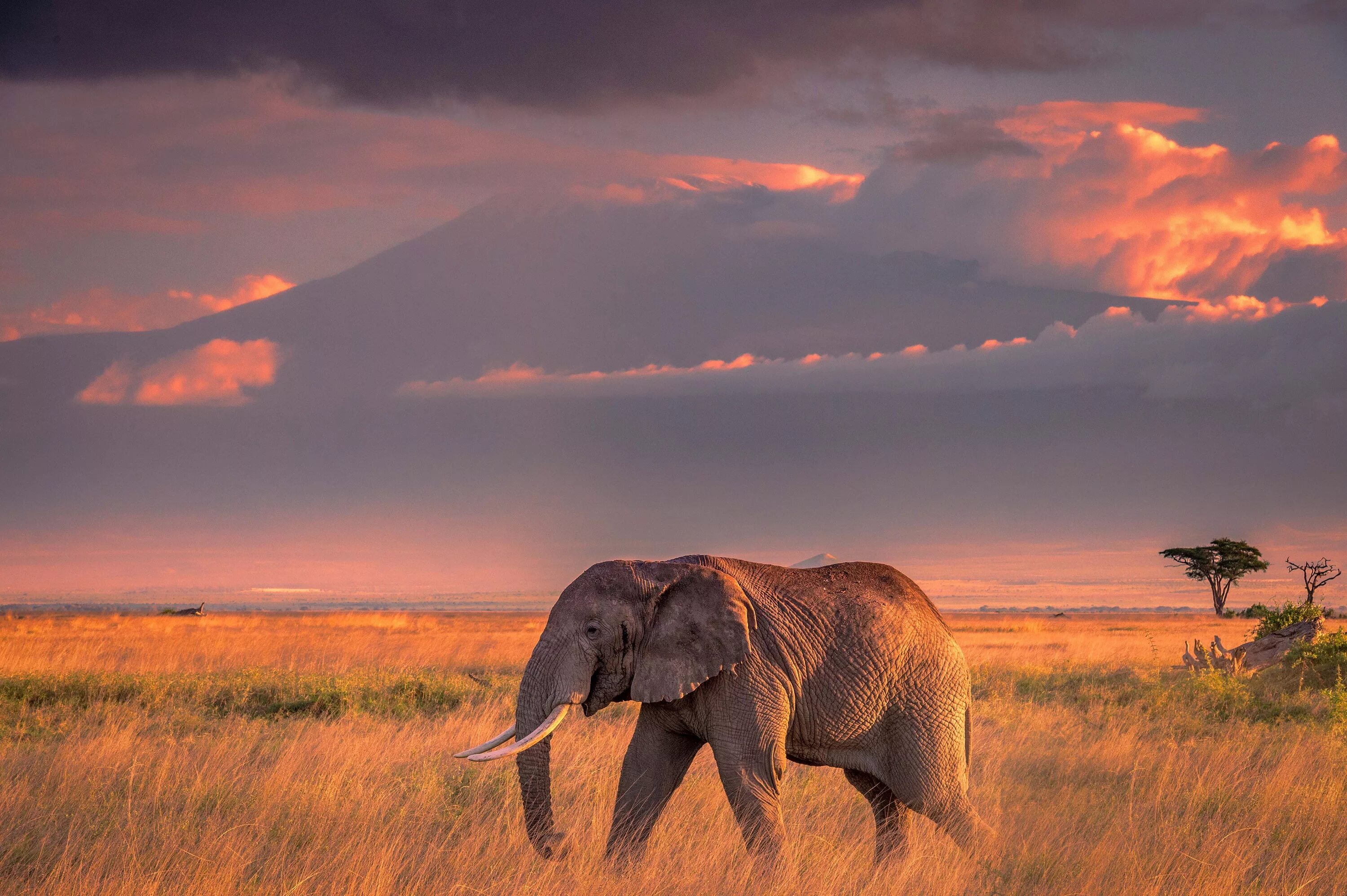 Каждое утро в африке. Африка Саванна животные слон. Саванны и редколесья Африки животные. Слоны в саванне. Саванна в Африке животные в саванне.