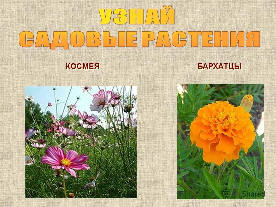 имена похожие на цветы