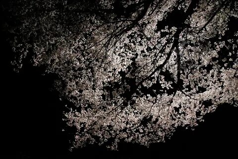 Black sakura
