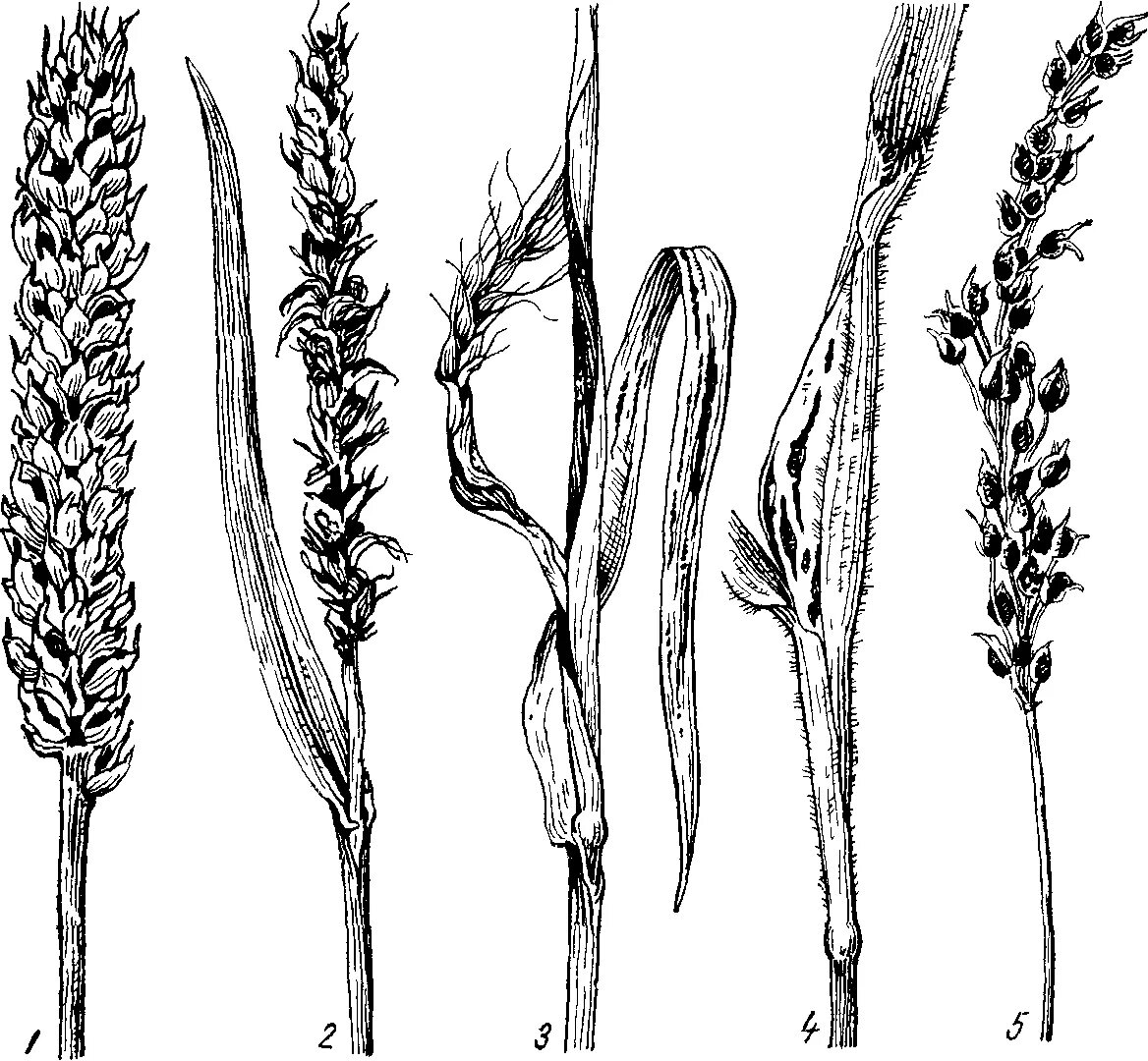 Стеблевая Головня пшеницы. Пыльная Головня пшеницы. Стеблевая Головня ржи. Пыльная Головня злаков. Строение цветка овес