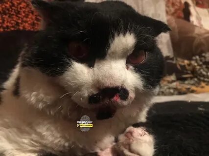 Избили кошку