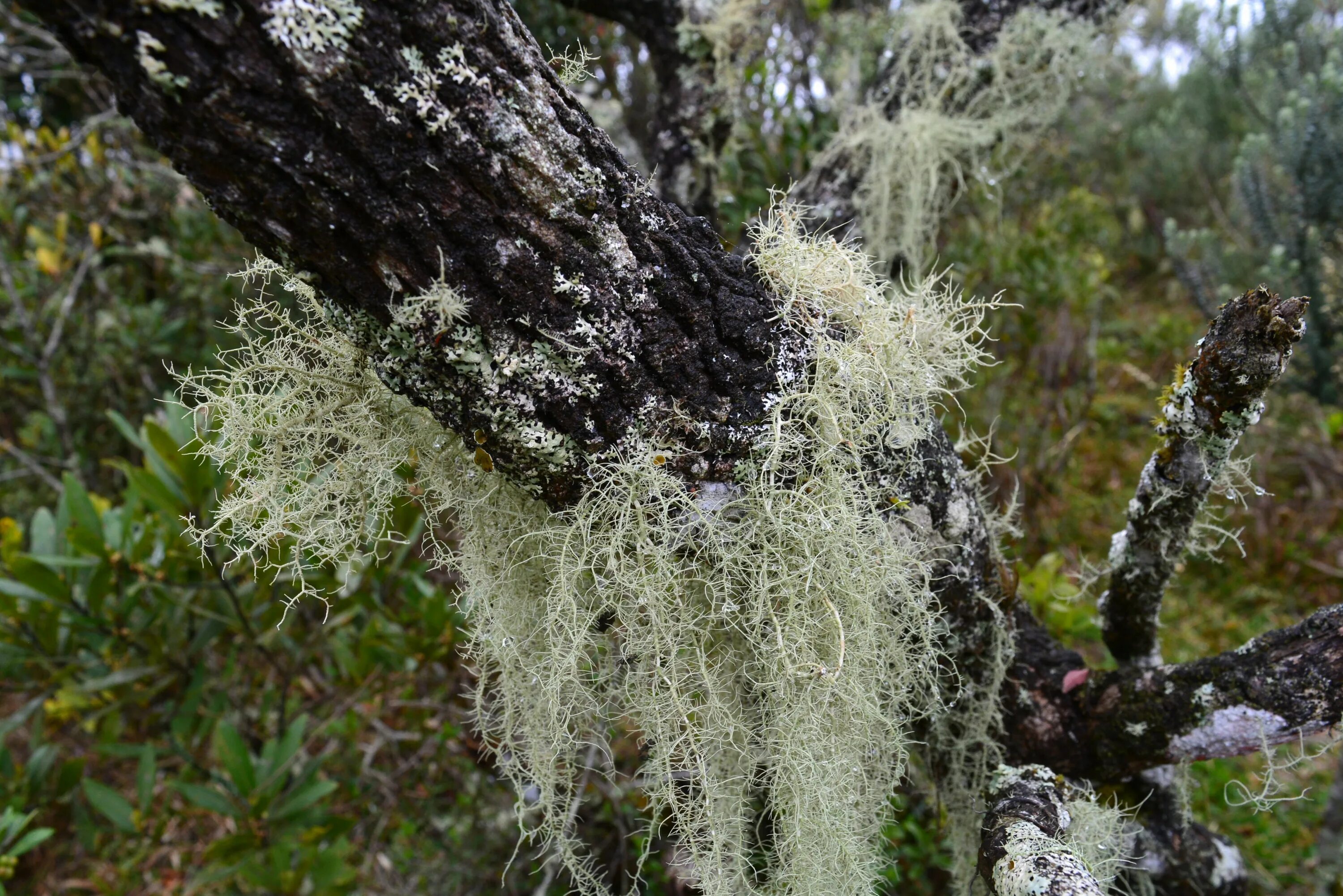 Куст лишайника. Накипные лишайники. Древесный лишайник. Лишайник на липе. Зеленый накипной лишайник.