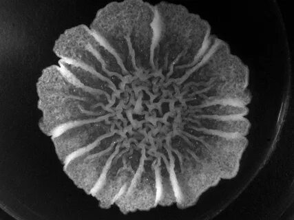 Bacillus subtilis