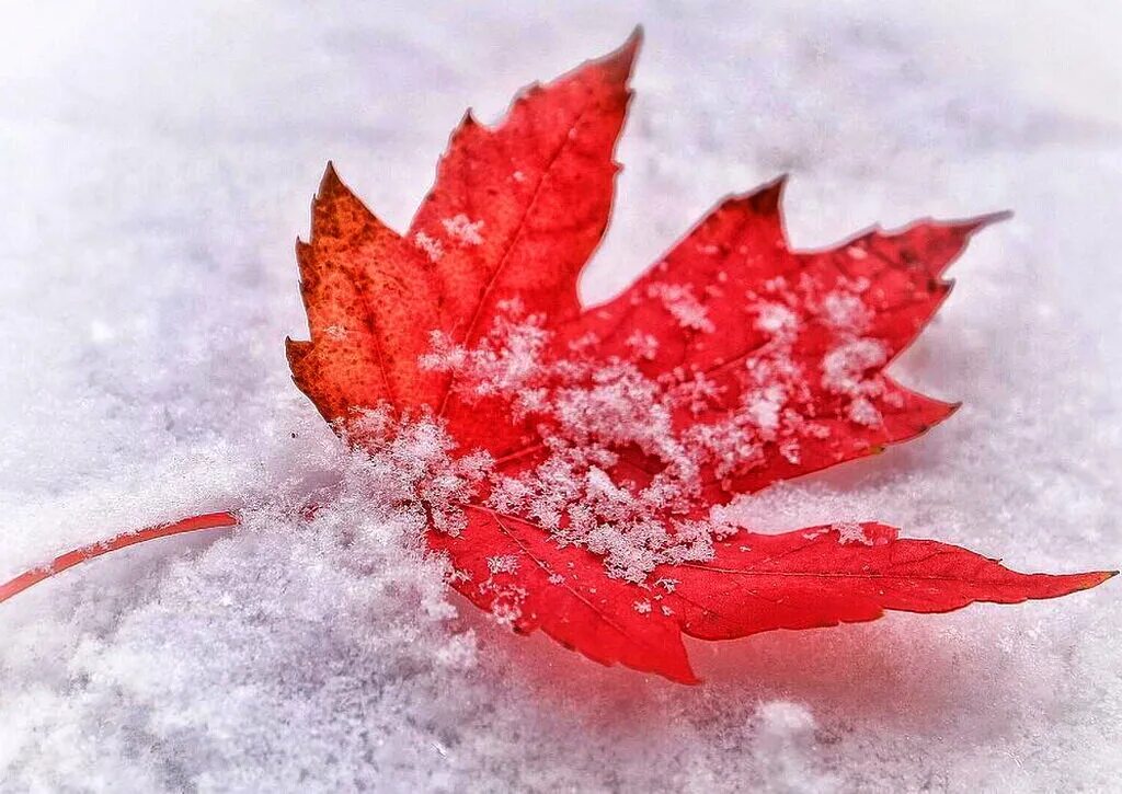 Snow leaf