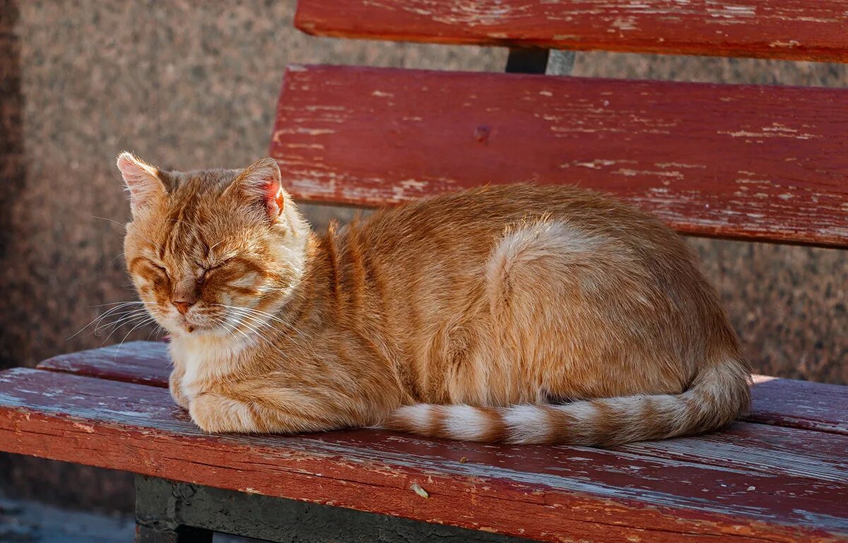 Рыжий котик обыкновенный дворовый. Рыжий дворовый кот. Сибирский крысолов кошка рыжая. Рыжий дворовый кот. Матерый рыжий кот.