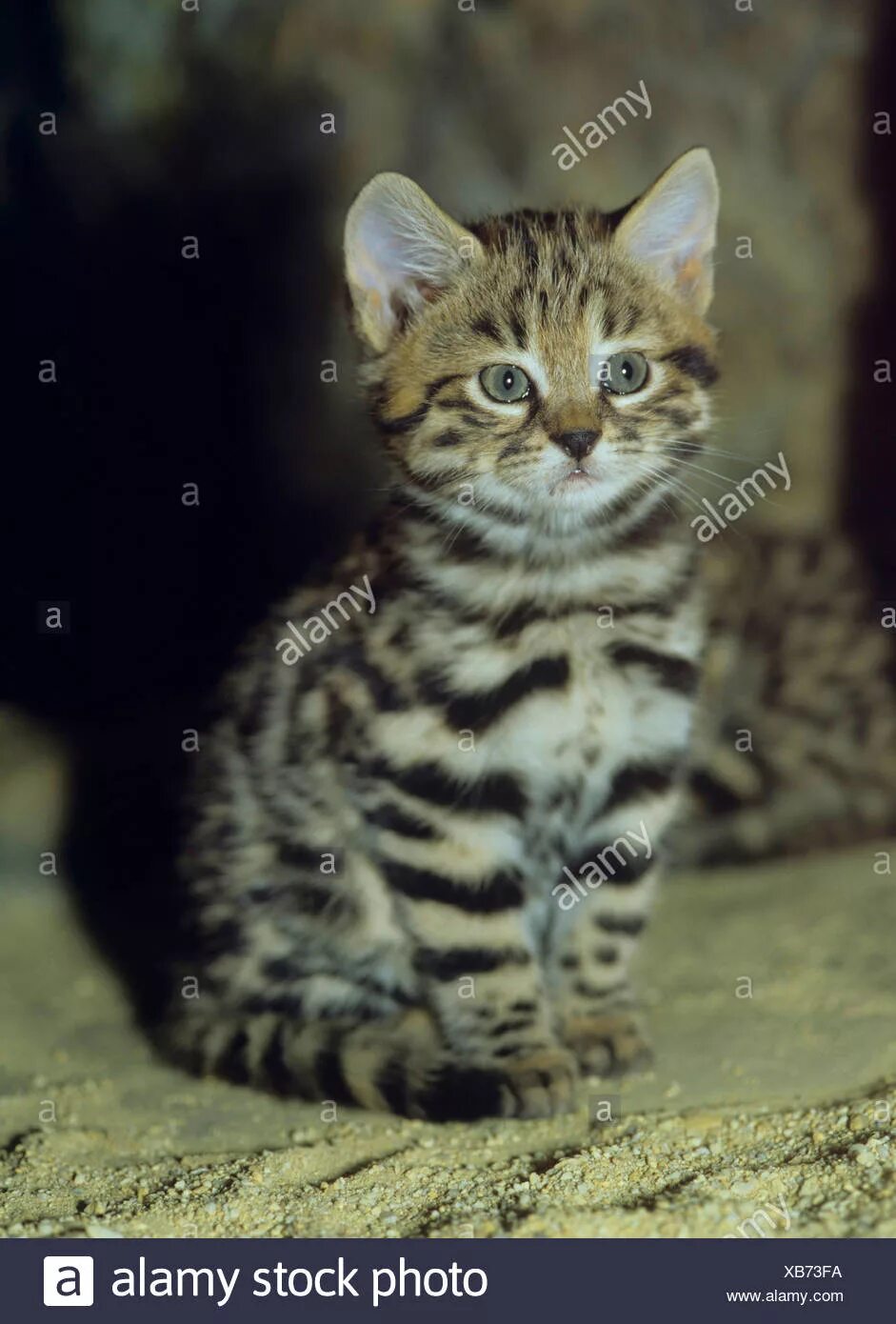 Как выглядит черноногая кошка Top 8 Deadliest Cats