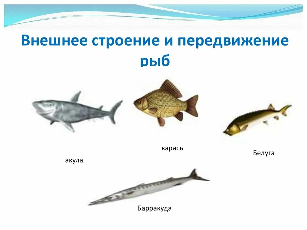 Внешнее строение рыбы передвижение. Внешнее строение и передвижение рыб. внешнее строение рыбы. перемещение рыб. акула карась.