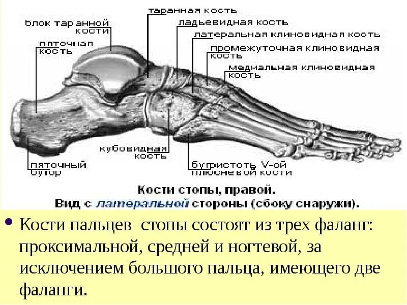 Стопа состоит из трех