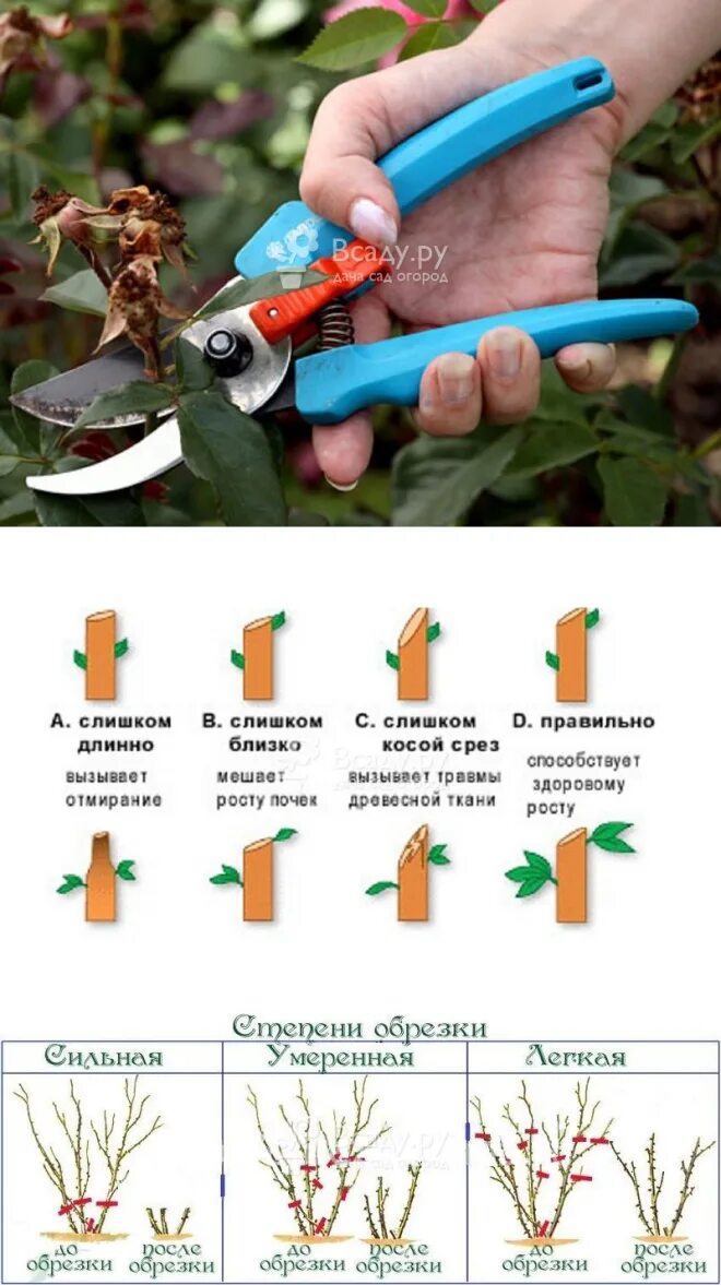 Как правильно обрезать розу после первого цветения. Как обрезать отцветшие розы летом. Надо ли обрезать розы после цветения летом. Правильная обрезка роз после первого цветения. Обрезать бутоны роз