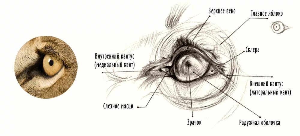 Анатомия глаза кошки. Строение глаза кота третье веко. Строение кошачьего глазного яблока. Строение кошачьего глаза схема.